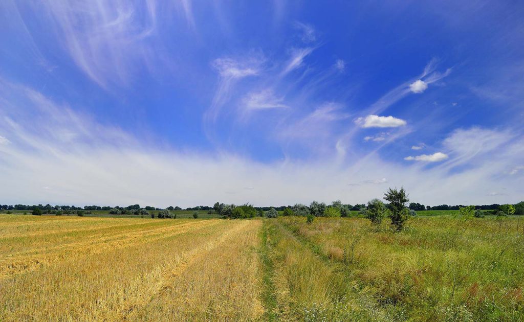 landschap met graan en blauwe lucht